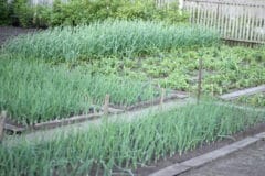 garlic-companion-plants