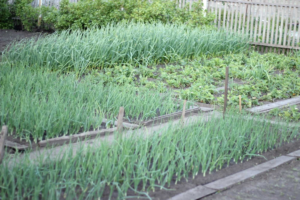 Image of Garlic scape and tomatoes companion planting