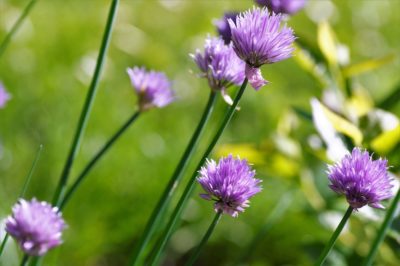 garlic-flowers