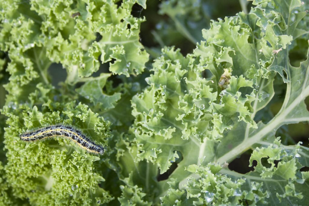 Green Worms on Kale » Tips on Indentification & Control