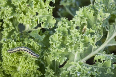 green-worms-kale