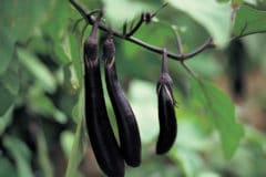 grow-chinese-eggplant