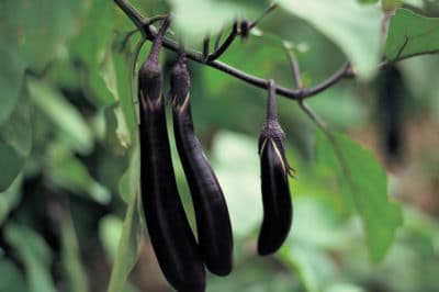 grow-chinese-eggplant