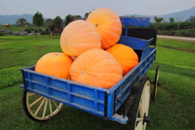 grow-giant-pumpkins