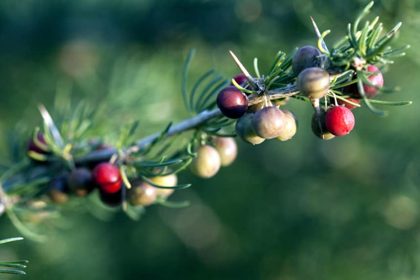 Asparagus Berries » Top Tips and Facts