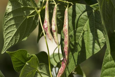 growing-beans