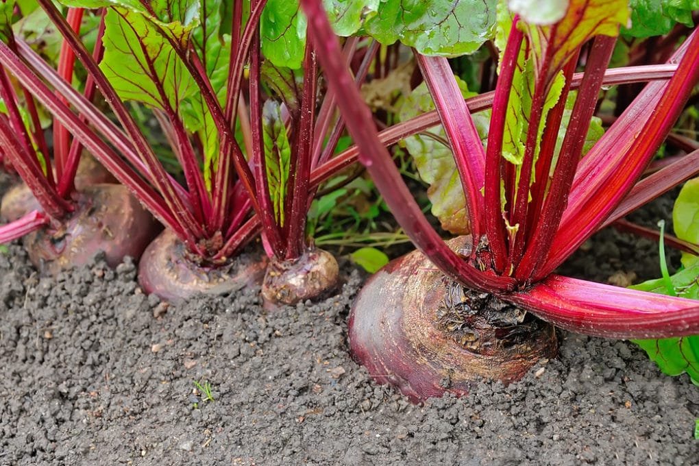How Long Does it Take Beets to Grow? Not Long