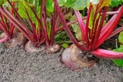 growing-beets