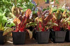 growing-beets-containers