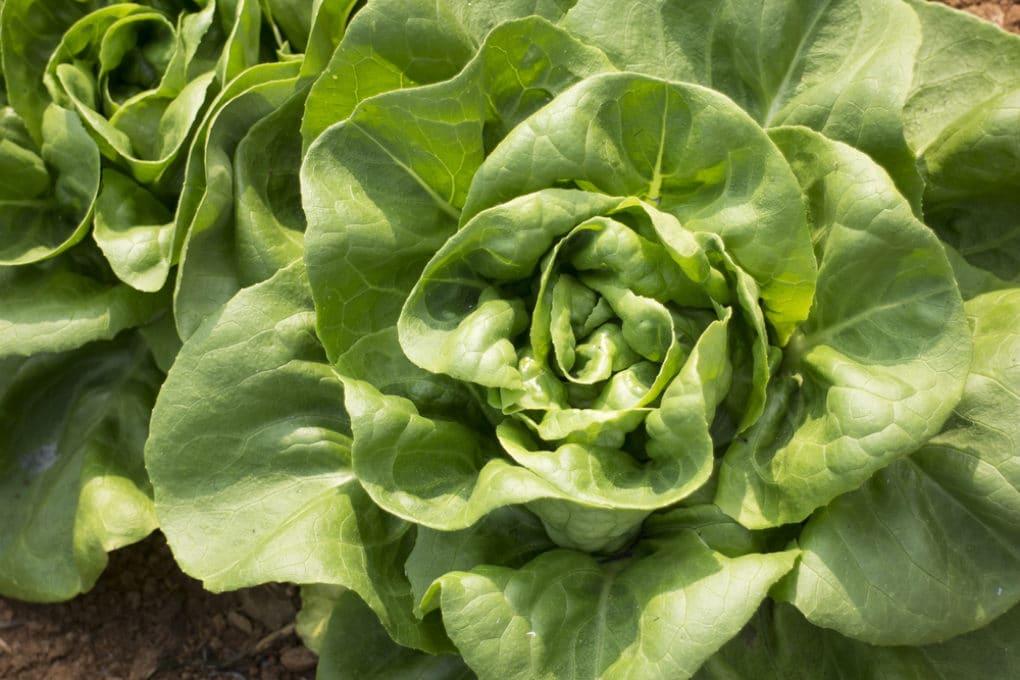 Where Do Lettuce Seeds Come From & Why it Happens.
