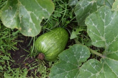 growing-butternut-squash-2