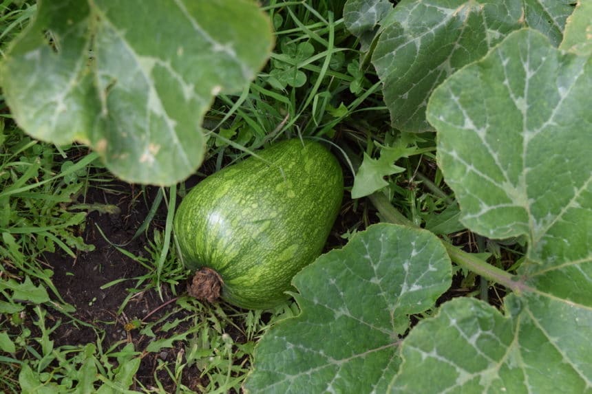 When to Plant Butternut Squash? » Top Timing Tips