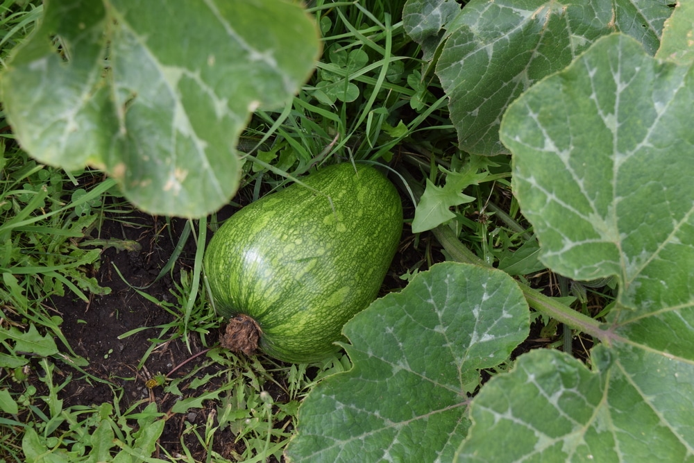 Butternut Squash Garden