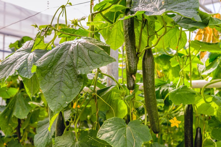 Growing Cucumbers Indoors » Yes You Can!