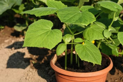 growing-cucumbers-containers