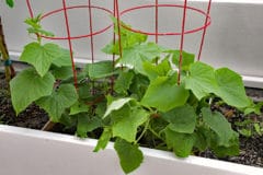 growing-cucumbers-indoors