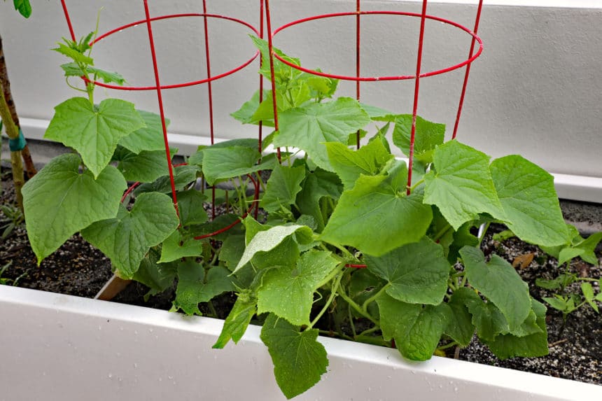 Growing Lemon Cucumbers in the Home Garden Garden.eco