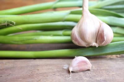 growing-garlic