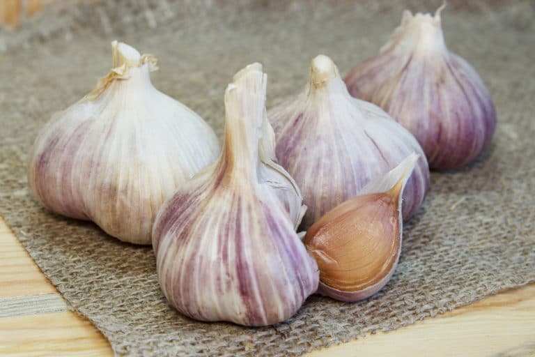 Growing Garlic in Florida is Possible but Tricky