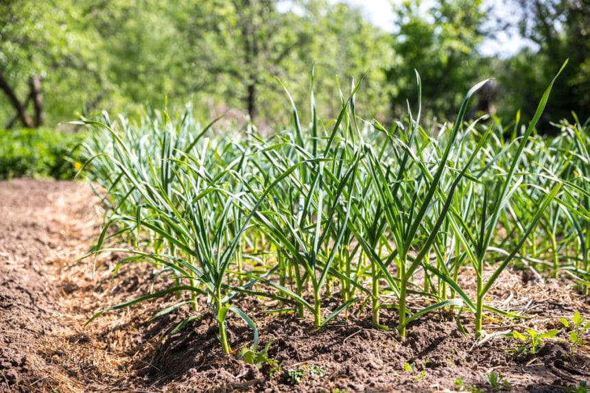 Growing Garlic in Florida is Possible but Tricky