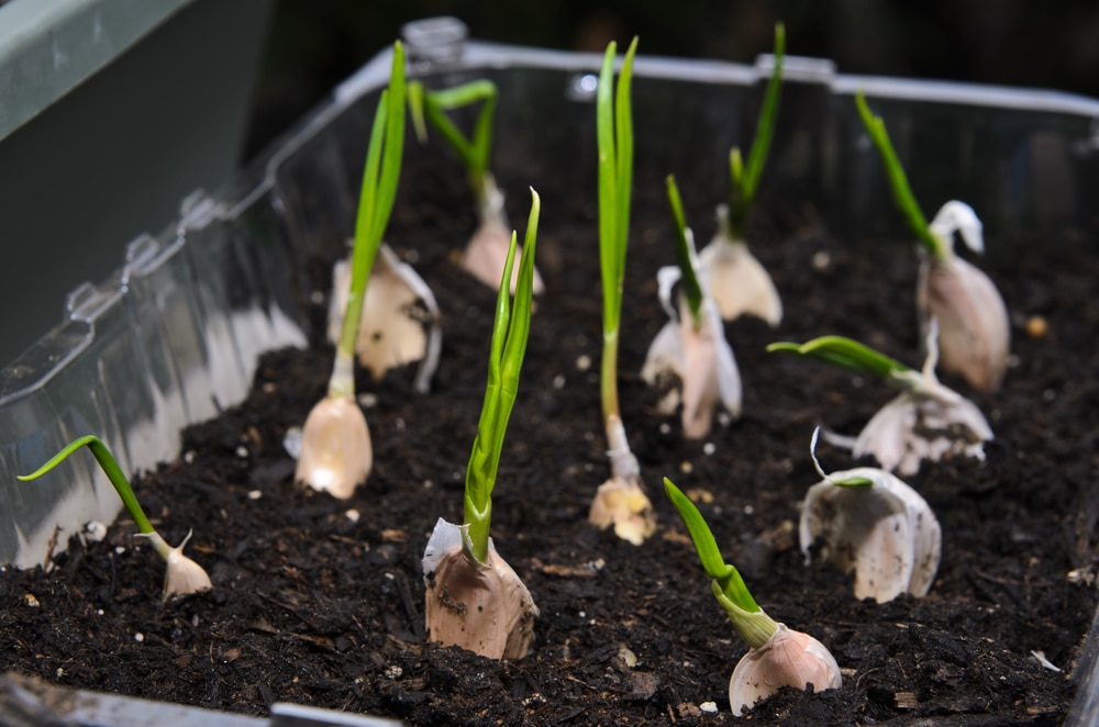 Growing Garlic Indoors » Tricky but Doable
