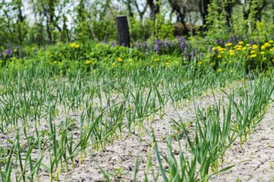 growing-garlic-texas