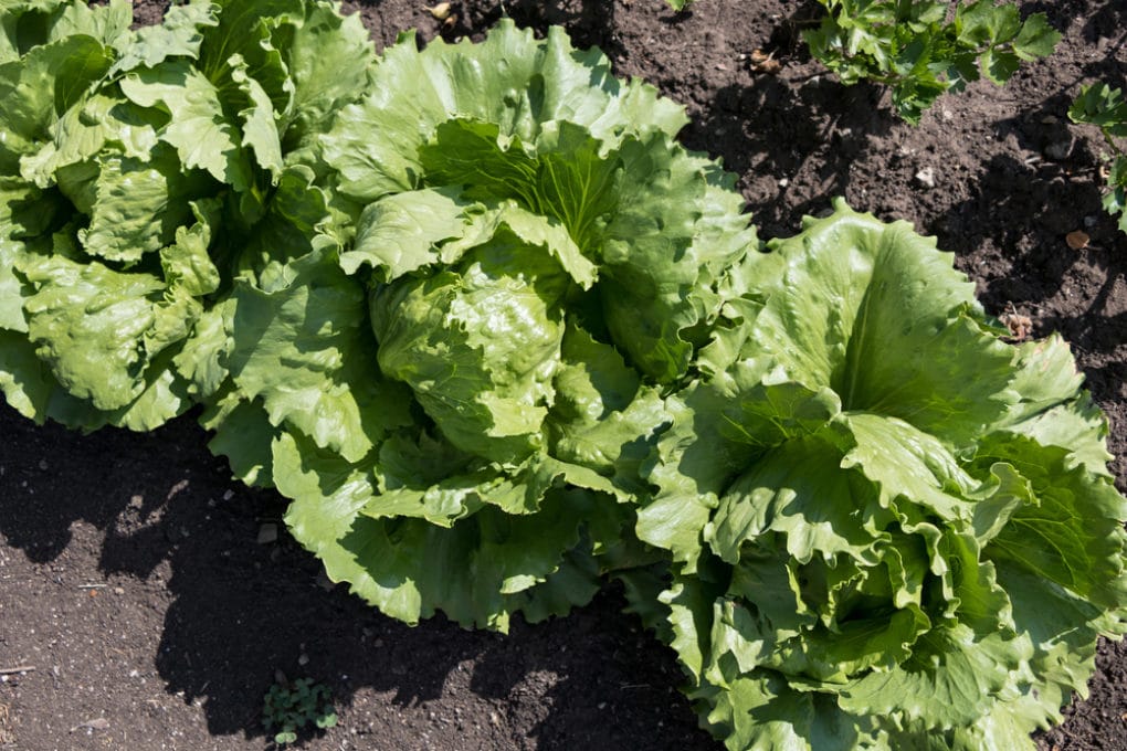 Where Do Lettuce Seeds Come From &amp; Why it Happens.