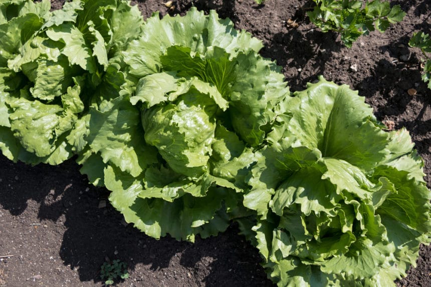 Where Do Lettuce Seeds Come From & Why it Happens.