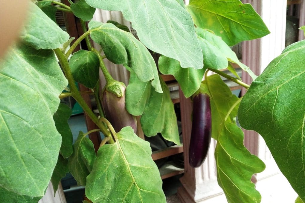 When to Pick Japanese Eggplant » Top Tips