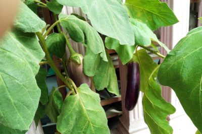 growing-japanese-eggplant-containers