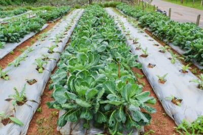 growing-kale