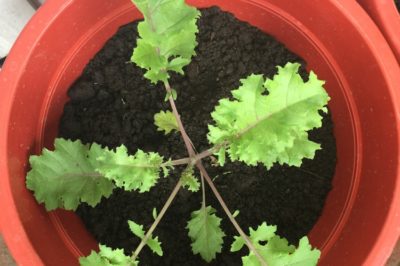 growing-kale-containers