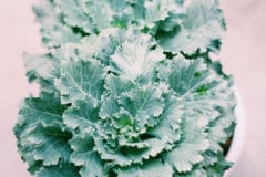 growing-kale-indoors
