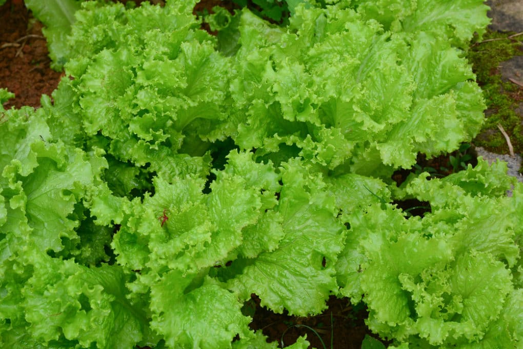 Leaf Lettuce Types » A Wealth Of Tasty Choices