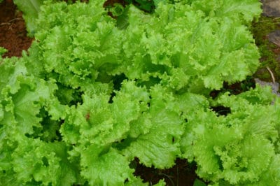 growing-leaf-lettuce