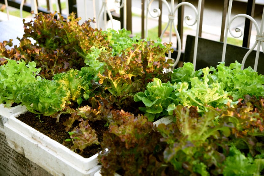 Growing Lettuce in Containers is as Easy as Pie
