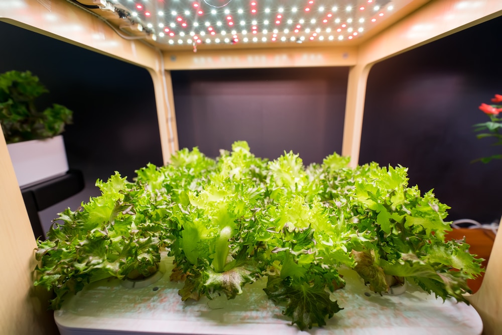 Growing Lettuce Indoors Top Tips On All Methods