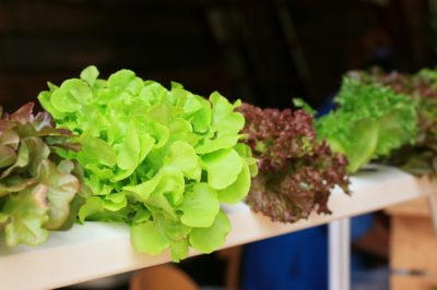 growing-lettuce-water