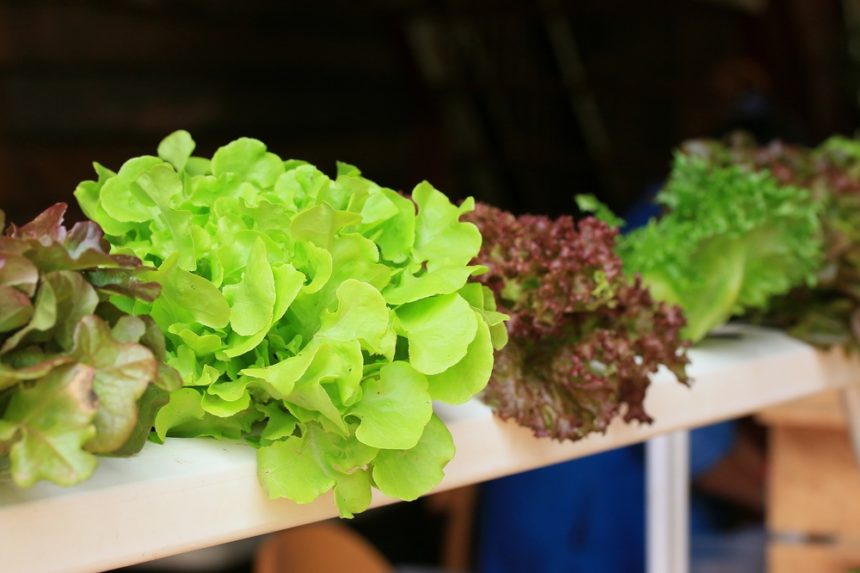 Growing Celery in Water is Easier Than You Think