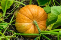 growing-pumpkins