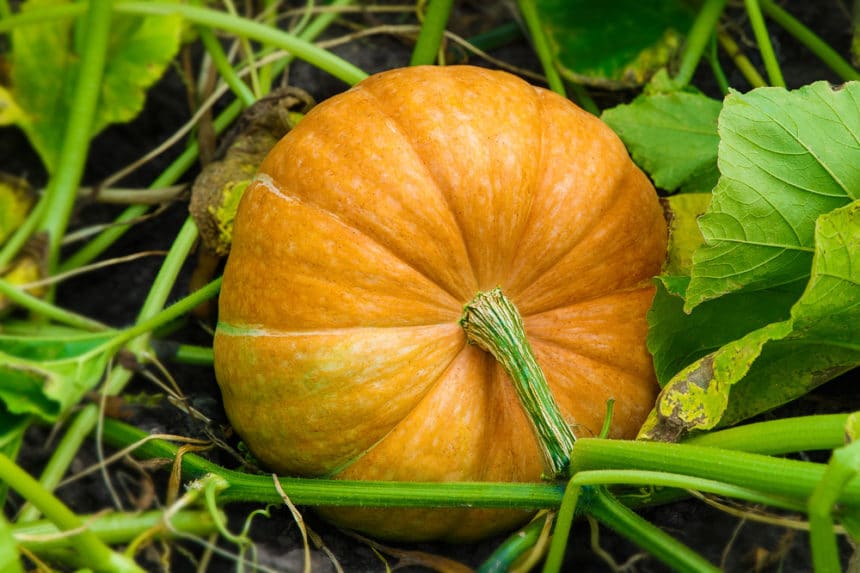 Fertilizer for Pumpkins & Keeping Them Happy & Healthy