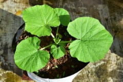 growing-pumpkins-pot