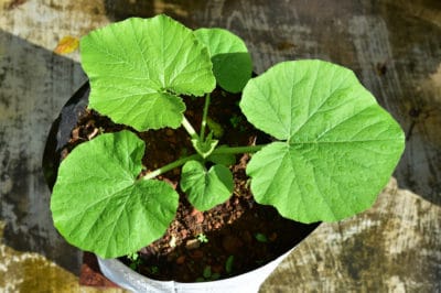 growing-pumpkins-pot