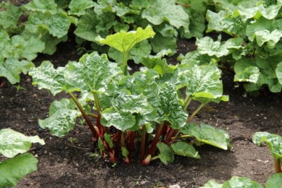 growing-rhubarb