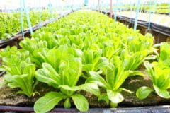 growing-romaine-lettuce