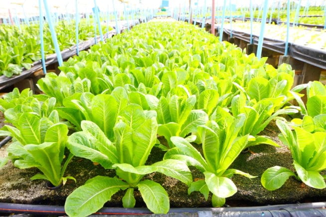 growing romaine hearts in water