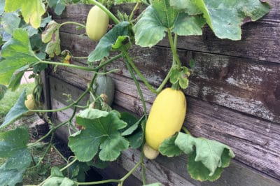 growing-spaghetti-squash