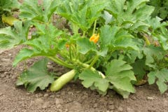 growing-squash