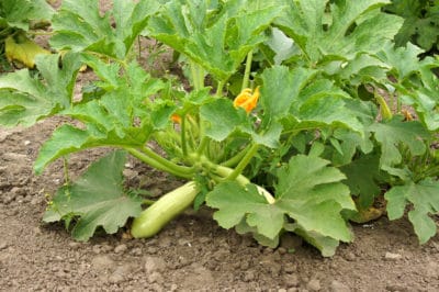 growing-squash