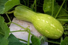 growing-winter-squash